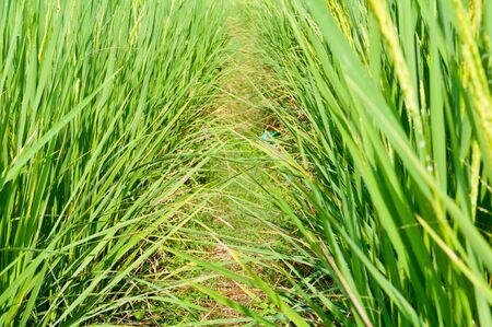 close-up ricefieldの写真素材