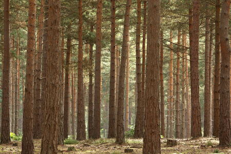 Pine Forest trees in close formation in early morning sunlightの写真素材