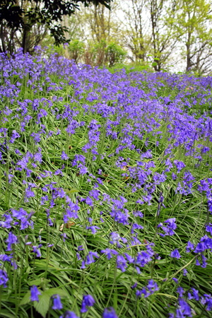A carpet of bluebell flowers in a wood in the middle of spring with focus in the middle of the imageの写真素材