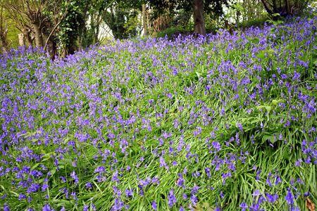 A carpet of bluebell flowers in a wood in the middle of spring with focus in the middle of the imageの写真素材