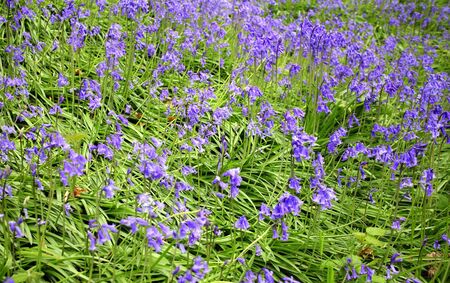 A carpet of bluebell flowers in the middle of spring with focus in the middle of the imageの写真素材