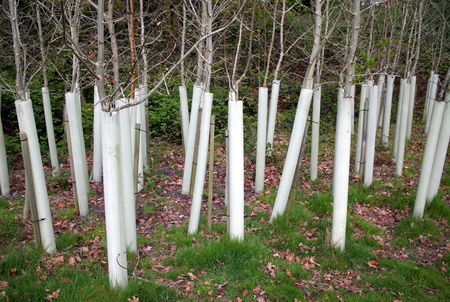 Young trees fitted with plastic guards or collars to protect against damage