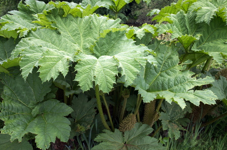 Gunnera Manicata or Chilean Rhubarb is a large leaf plant usually found in waterside areas of lakes and pondsの写真素材