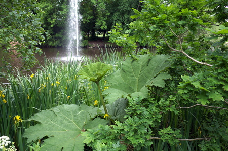 Yellow Iris, Chilean Rhubarb, Oak Tree and other foliage at the side of a public lake with a waterfall in the backgroundの写真素材