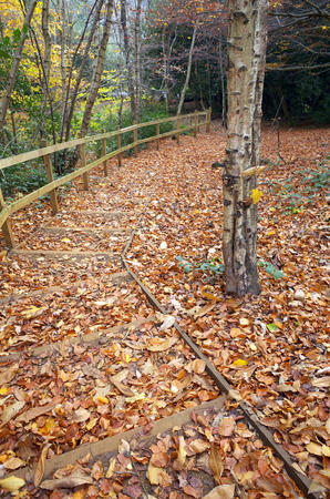 Man made wooden steps covered in fallen, brown leaves in English woodland in winterの写真素材