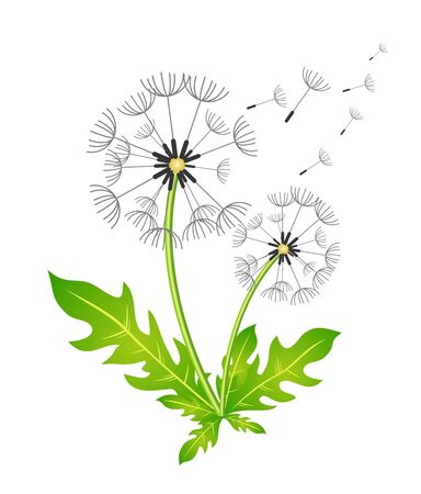 Dandelion. Vector illustration. In the wind. Color image. In the wind.のイラスト素材