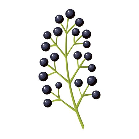 Black currant berry flat icon with inscription colorful vector illustration of eco food isolated on white.のイラスト素材