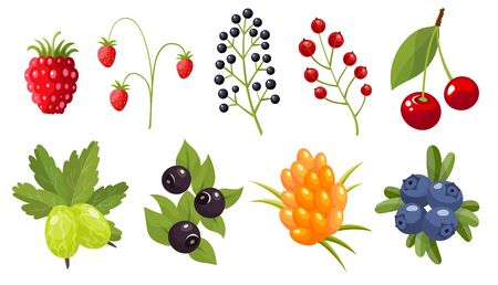 Collection of twigs of wild berries. Forest berry. Sweet fruitのイラスト素材