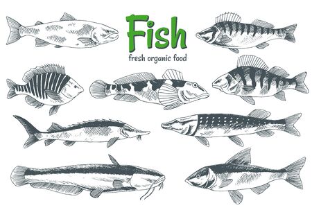 Hand drawn vector fishes. Fish and seafood products store poster. Can use as restaurant fish menu or fishing club banner. Sketch trout, carp, tuna, herring, flounder, anchovy.のイラスト素材