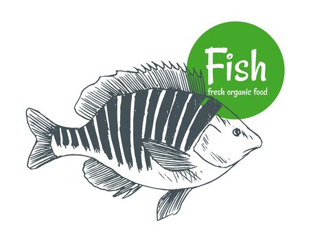 Hand drawn vector fish. Fish and seafood products store poster. Sea food fishery and ocean fishing catch. Can use as restaurant fish menu or fishing club banner.のイラスト素材
