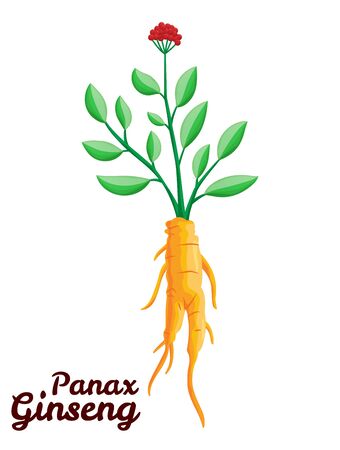 Root and leaves panax ginseng. Healthy lifestyle. For traditional medicine, gardening. Biological additives are. Vector colorful flat illustration of medicinal plants. Isolated on white backgroundのイラスト素材