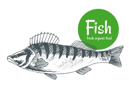 Hand drawn vector fish. Fish and seafood products store poster. Sea food fishery and ocean fishing catch. Can use as restaurant fish menu or fishing club banner.のイラスト素材