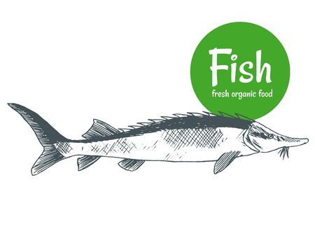 Hand drawn vector fish. Fish and seafood products store poster. Sea food fishery and ocean fishing catch. Can use as restaurant fish menu or fishing club bannerのイラスト素材