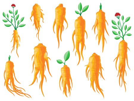 Set of roots and leaves panax ginsengs. Healthy lifestyle. For traditional medicine, gardening. Vector colorful flat illustrations of medicinal plants. Isolated on white backgroundのイラスト素材