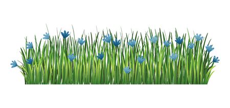 Green grass border. Fresh green cornflower and branches grass. Isolated on transparent background. Vector Illustration for use as design elementのイラスト素材