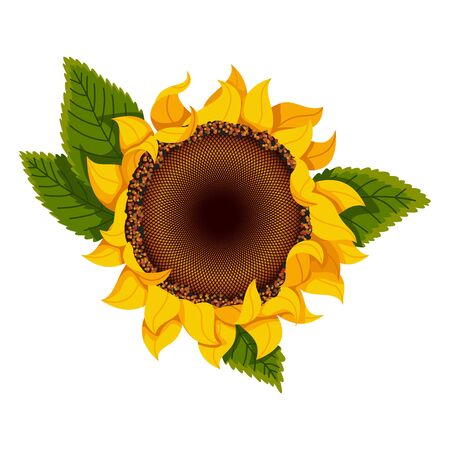 Sunflower blossom. Hand drawn sunflower with green leaves. Flat color vector icon for flower apps and websitesのイラスト素材