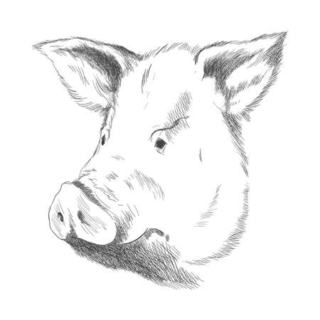 Hand drawn animal. Farm livestock. Vintage vector engraving illustration for poster or web. Hand drawn pig sketch in a graphic styleのイラスト素材