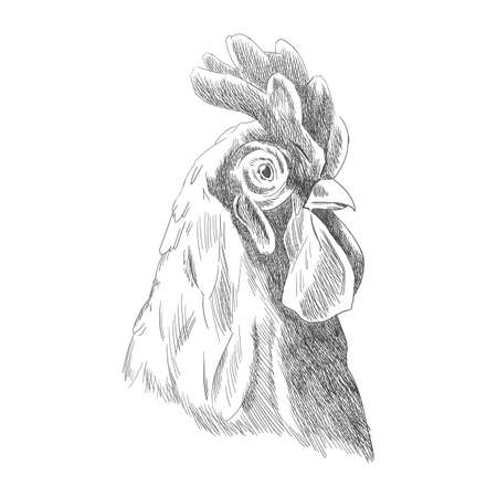 Hand drawn animal. Farm livestock. Vintage vector engraving illustration for poster or web. Hand drawn cock sketch in a graphic styleのイラスト素材