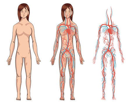 Circulatory system. Vector illustration of woman blood vessels diagram. Human arterial and venous...