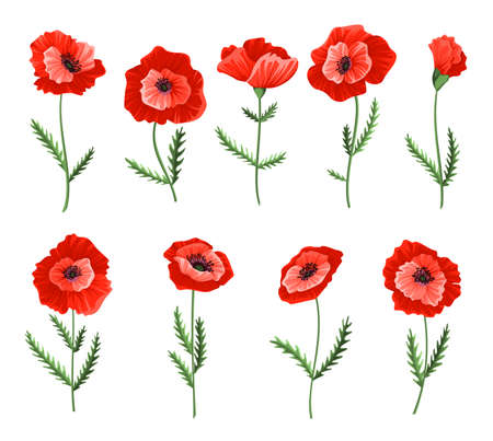 Poppy flowers. Collection of watercolor hand drawn poppies. Isolated botanical symbols of blooming red poppies blossoms. Floral design for decor or holiday wedding greetings cards templateのイラスト素材