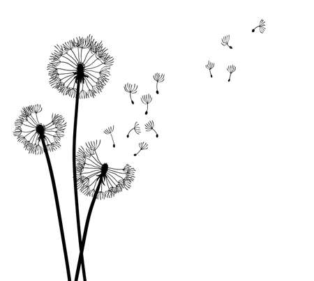 Dandelion time background. The wind inflates a dandelion. Black silhouette with flying dandelion buds on a white. Hand drawn flying blow dandelion budsのイラスト素材