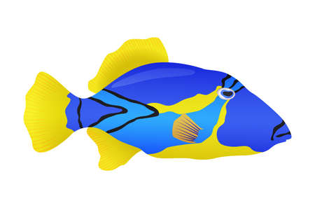 Decorative sea or aquarium fish on white background. Freshwater or saldwater aquarium cartoon fish. Variet of ornamental popular fishのイラスト素材