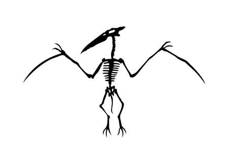 Vector silhouette of dinosaurs skeleton. Hand drawn dino skeleton. Bones of a flying dinosaur, exhibit fossils in the museum