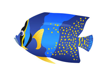 Decorative sea or aquarium fish on white background. Freshwater or saldwater aquarium cartoon fish. Variet of ornamental popular fishのイラスト素材