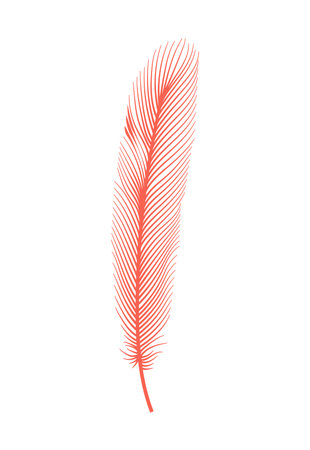 Coral detailed feather of bird. Vector decorative fluffy pink feather of flamingo or goose. Plume icon isolated on white backgroundのイラスト素材