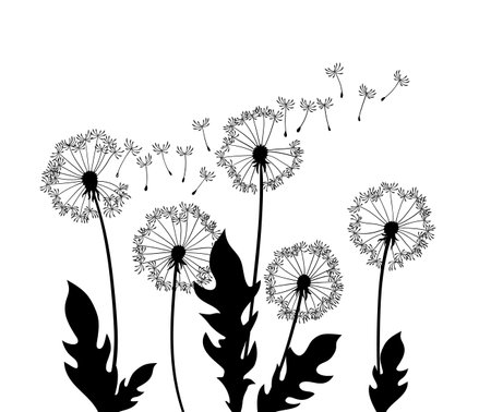 Dandelion wind blow background. Black silhouette with flying dandelion buds on a white. Abstract flying seeds. Decorative graphics for printingのイラスト素材