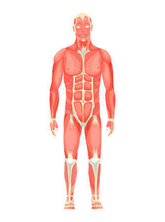 Human anatomy of male muscular system - anterior view - full body. Medical education chart for educational poster. Vector illustration of a man figureのイラスト素材