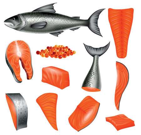 Salmon in different cuts and salmon eggs. Red fish isolated on white background. Raw seafood vector illustration. Realistic product of healthy nutritionのイラスト素材