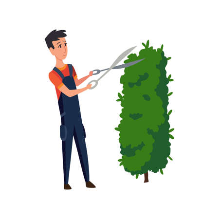 Professional gardener pruning hedge with pruners or garden shears. Man working with shrubs in backyard. Colored flat vector illustration of worker in uniform isolated on white backgroundのイラスト素材