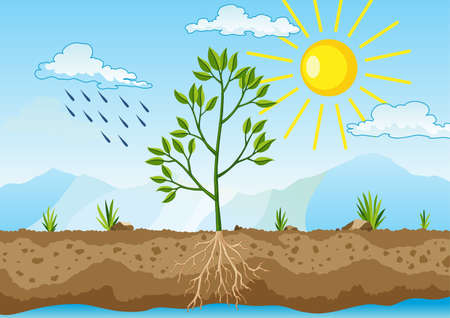 Photosynthesis as a process of tree produce oxygen using rain and sun. Process of photosynthesis in plant. Colorful biology illustration for education in flat styleのイラスト素材