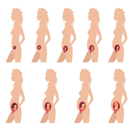 Human fetus development. Pregnancy. Illustration showing stages in human embryonic development. Inside the wombのイラスト素材