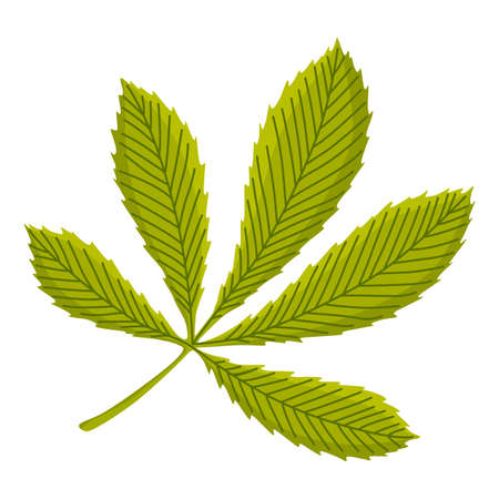 Chestnuts pointed oblong leaves. Vector illustration. Design element for poster, packaging, banner and wrapping paperのイラスト素材