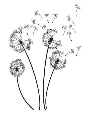 Dandelion wind blow background. Black silhouette with flying dandelion buds on white. Abstract flying seeds. Decorative graphics for printing. Floral scene designのイラスト素材