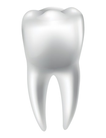 Tooth anatomy. Medical banner or poster illustration. Realistic white tooth mockup. Vector dental symbol. Healthy white toothのイラスト素材
