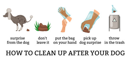 Dog poo clean up steps infographic set. Vector poster about hygiene animal, toilet cleaning information after your dog. Pick up poo after pets, picking waste in canine bag and throw in the trashのイラスト素材