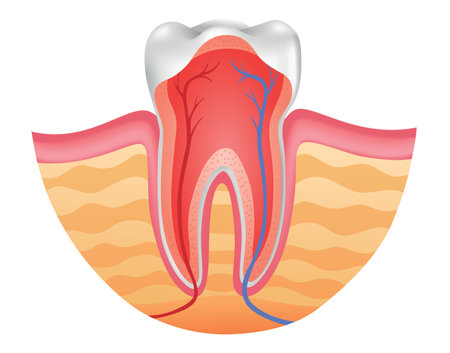 Tooth anatomy, cross section, anatomical chart. Medical banner or poster illustration. Realistic white tooth mockup. Vector dental symbol. Healthy white toothのイラスト素材