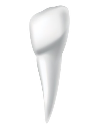 Tooth anatomy. Medical banner or poster illustration. Realistic white tooth mockup. Vector dental symbol. Healthy white toothのイラスト素材