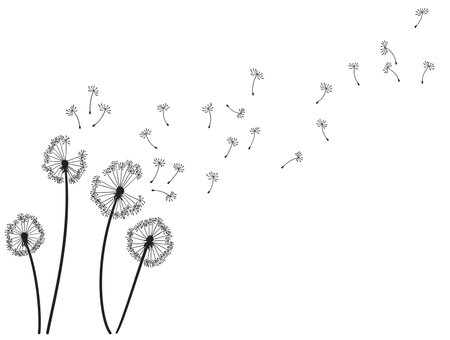 Dandelion wind blow background. Black silhouette with flying dandelion buds on white. Abstract flying blow dandelion seeds. Decorative graphics for printing. Floral scene designのイラスト素材