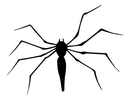 Spider silhouette. Black close-up insect, scary big spider isolated on white. Poisonous dangerous animal. Creepy wildlife bugのイラスト素材