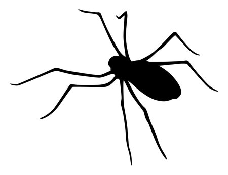 Spider silhouette. Black close-up insect, scary big spider isolated on white. Poisonous dangerous animal. Creepy wildlife bugのイラスト素材