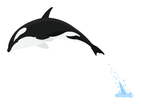 Orca animation in water. Cartoon animal design. Ocean mammal orca isolated on white background. Whale killer jumping, predator fish illustrationのイラスト素材