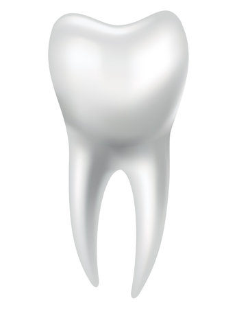 Tooth anatomy. Medical banner or poster illustration. Realistic white tooth mockup. Vector dental symbol. Healthy white toothのイラスト素材