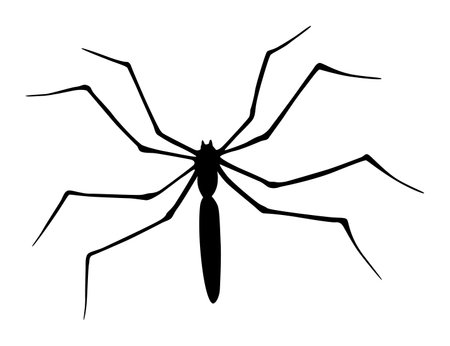 Spider silhouette. Black close-up insect, scary big spider isolated on white. Poisonous dangerous animal. Creepy wildlife bugのイラスト素材