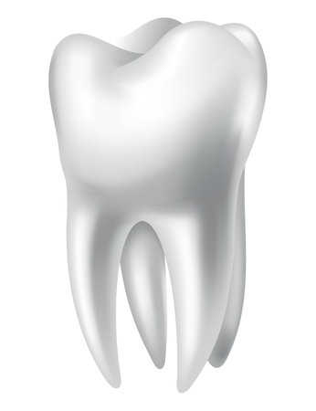 Tooth anatomy. Medical banner or poster illustration. Realistic white tooth mockup. Vector dental symbol. Healthy white toothのイラスト素材