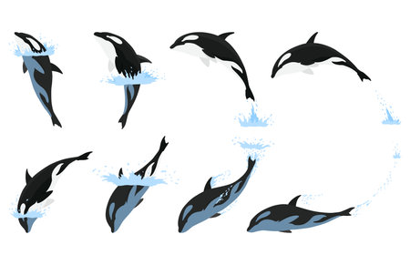Orca animation in water set. Cartoon animal design. Ocean mammal orca isolated on white background. Whale killer jumping, predator fish illustrationのイラスト素材