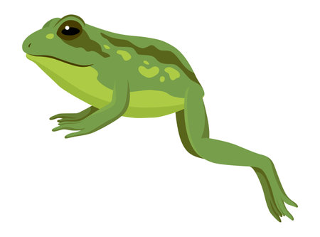 Frog jumping animation icon. Sequences or footage for motion design. Cartoon toad jumping, animal movement concept. Frog leap sequence, vector illustrationのイラスト素材